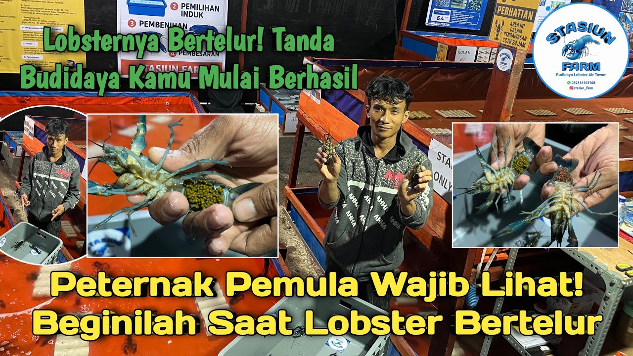 Proses Lobster Air Tawar Bertelur – Wajib Tahu Buat Pemula!