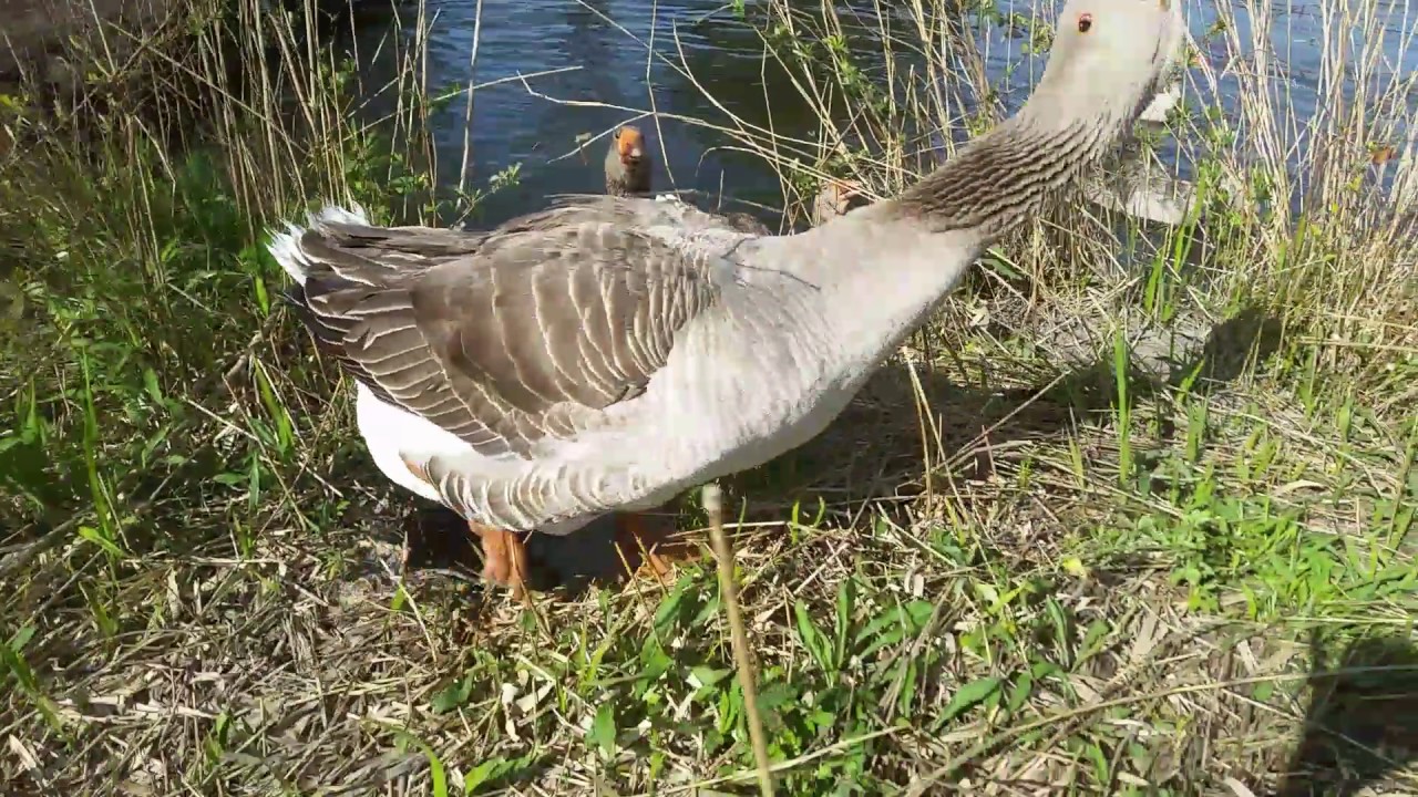 Collecting Goose Eggs