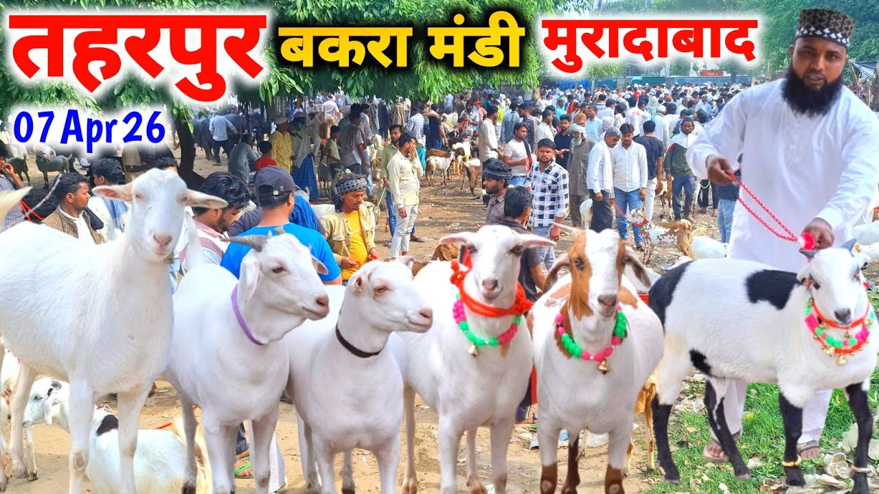 तहरपुर बकरा मंडी |07 Apr 26 |Taharpur Bakra Mandi Moradabad UP live Update 