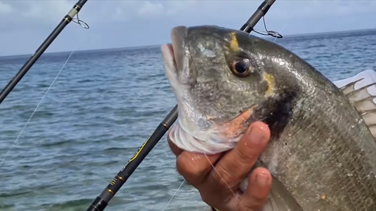 qualcosa avra' in canna,sara' orata? pesca dalla scogliera con l'innesco del bibi di chioggia
