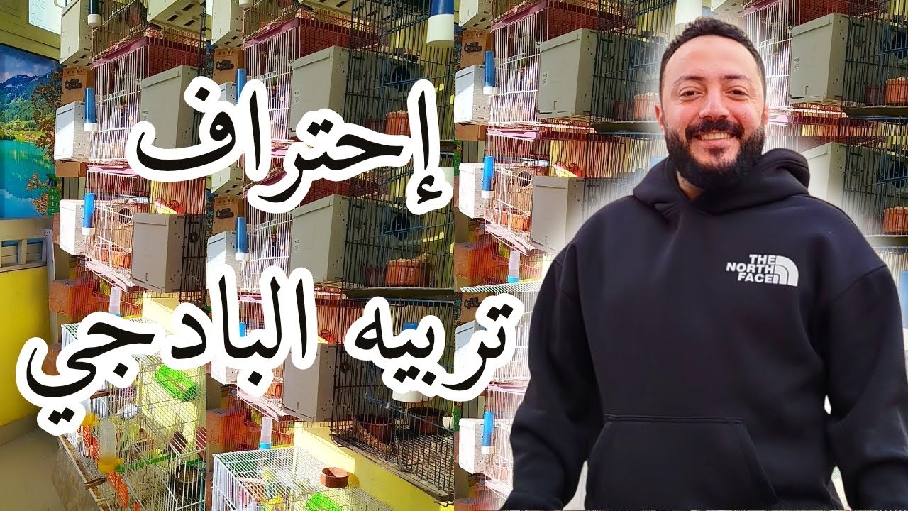 تحول من مبتدئ إلى محترف في تربيه عصفور البادجي 🔥💪