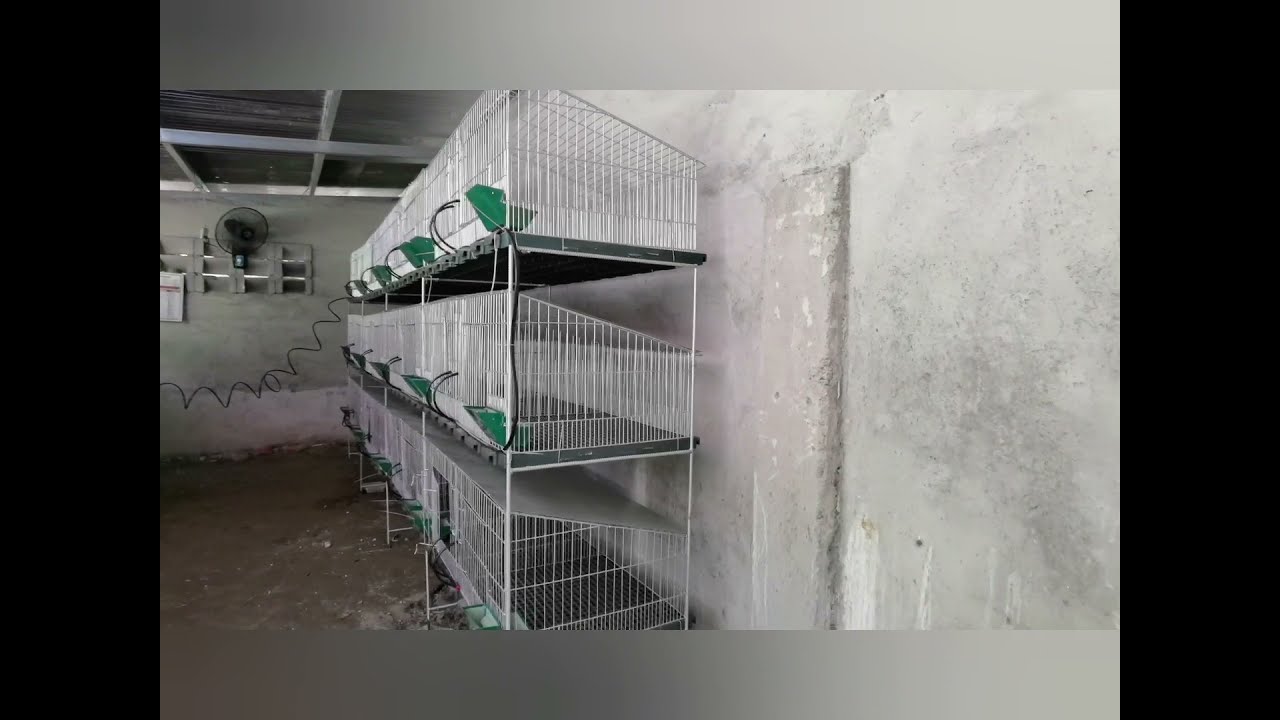 24 Holes H type Rabbit Cages Complete Setup ft. Lising Rabbitry of Pampanga. Setup by Casa Conejos