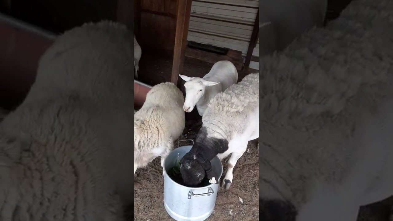 Los borregos comiendo nopal