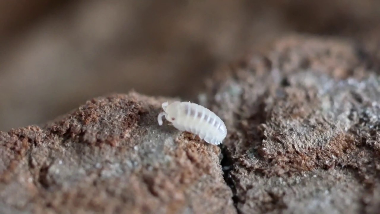 Baby Pillbug