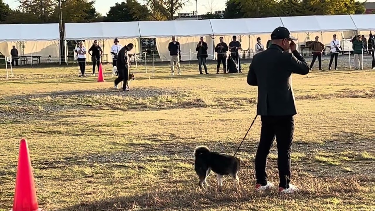 R6日本犬保存会 全国展覧会 大臣賞決定審査