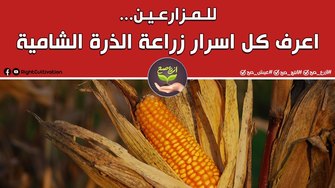 المدارس الحقلية| للمزارعين... اعرف كل اسرار زراعة الذرة الشامية