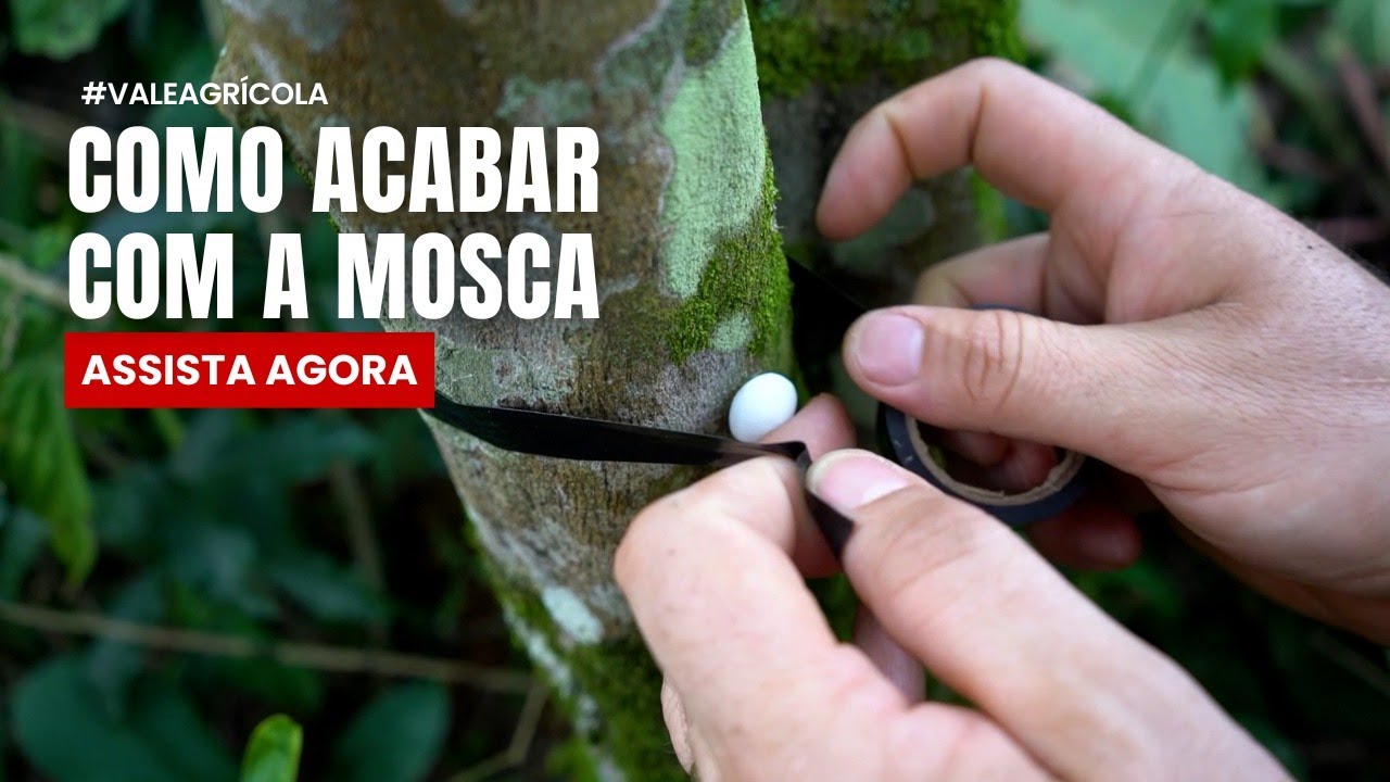 Coloque naftalina no tronco e pare de se incomodar com mosca da fruta 🟠🐛