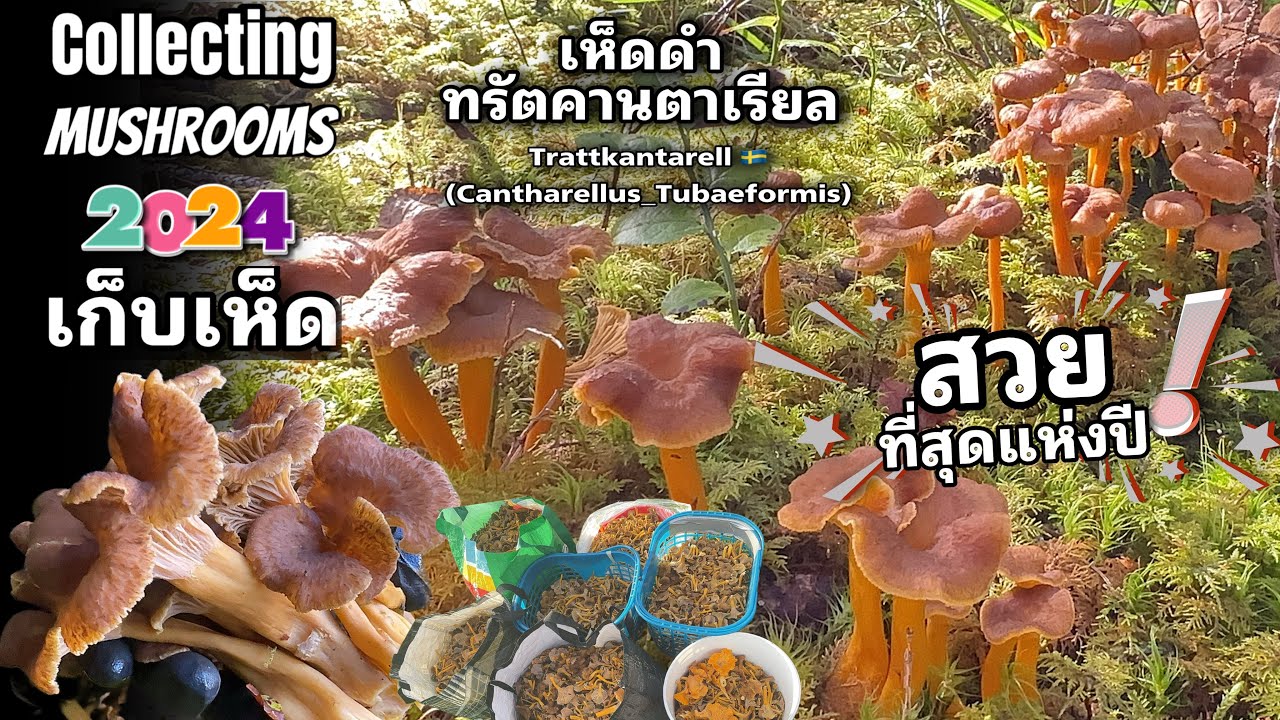หาป่าใหม่มาเจอดงเห็ดดำ เยอะสุดสวยสุดแห่งปี‼️ เก็บสองวันแล้วไม่หมดเดี๋ยวมาอีก โรงงานมารับซื้อที่บ้าน