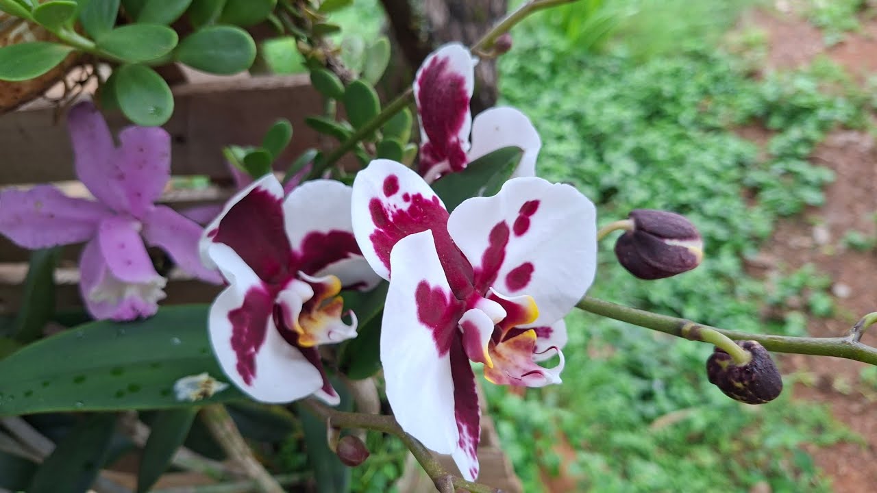 🦋🌷🌹tour pelas flores, chuva e mais um pouco 💥#flores #roça #plantas #paisagemnatural 