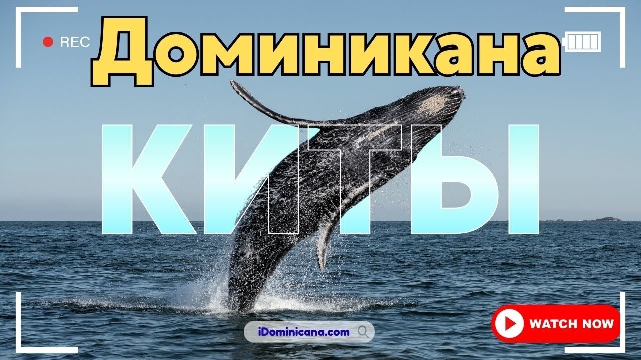 Доминикана (Самана): горбатые киты, остров Бакарди и водопад Эль Лимон - iDominicana.com