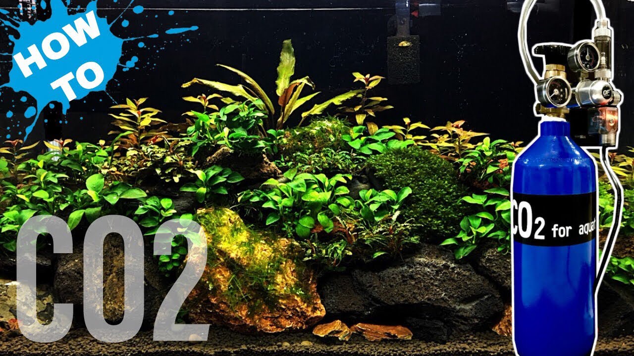 How to set up Aquarium CO2 - Pressurised CO2 set up
