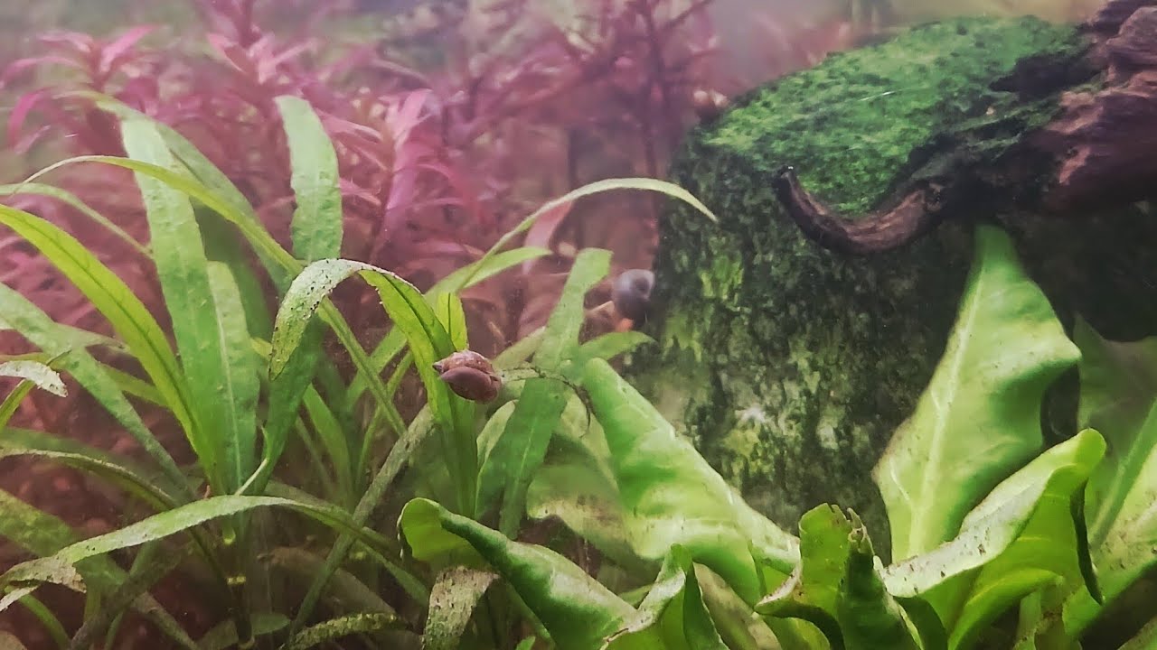 Relaxing Aquarium Live | Peaceful Fish Tank Stream | Water Vibes