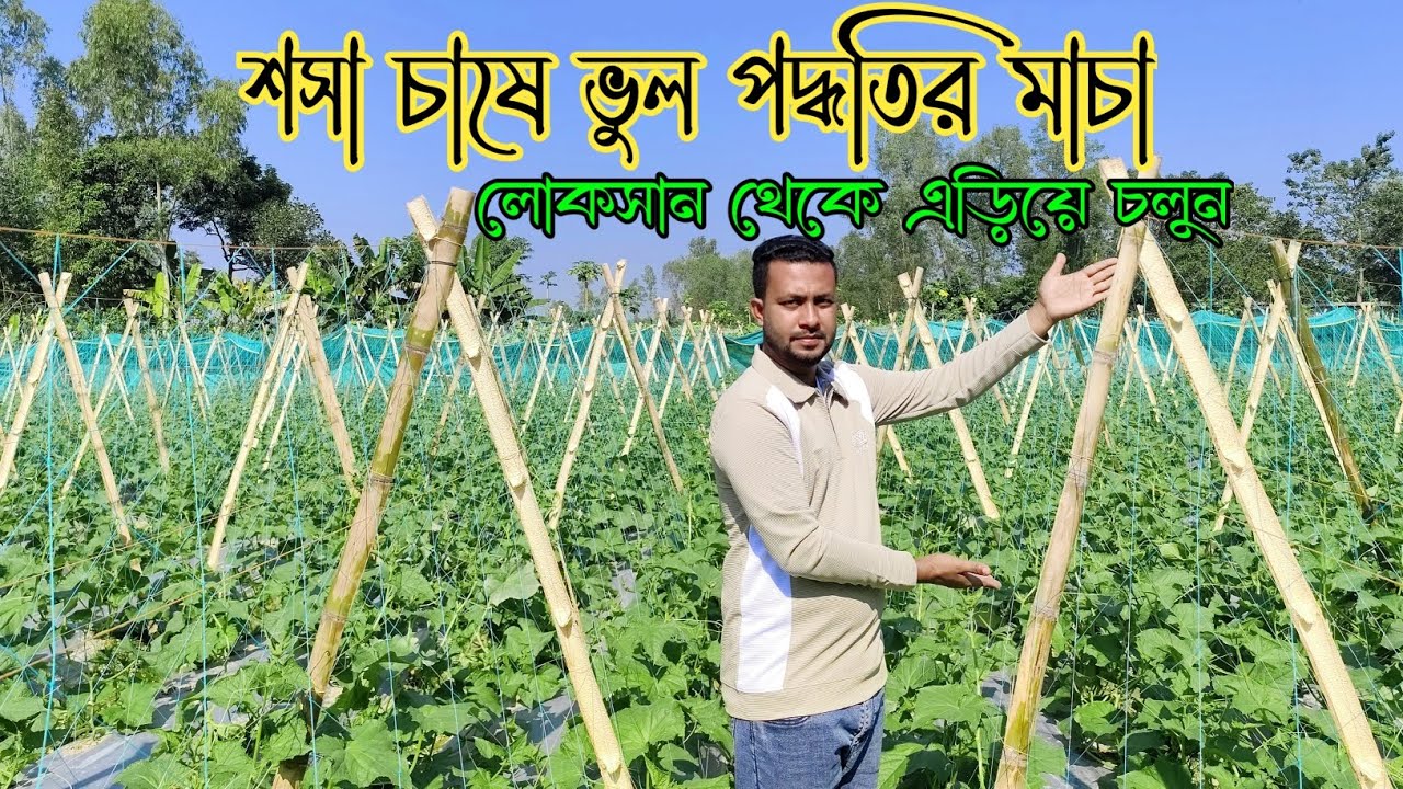 শসা চাষে লাভবান হতে সঠিক পদ্ধতিতে A প্যাটার্ন মাচা তৈরি করুন। ভুল পদ্ধতির মাচা তৈরি থেকে বিরত থাকুন।