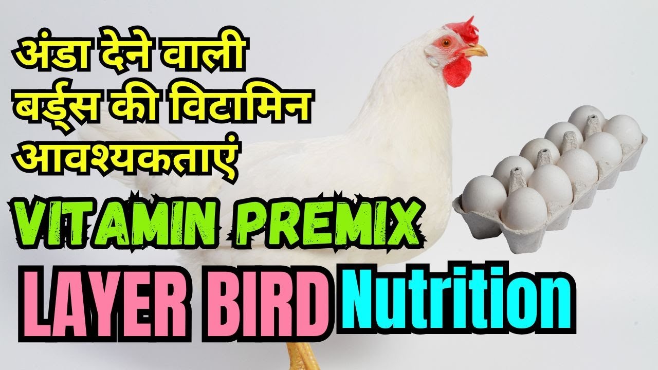 Layer Bird Vitamin Requirements  अंडा देने वाली बर्ड्स की विटामिन आवश्यकताएं | Ali Veterinary Wisdom