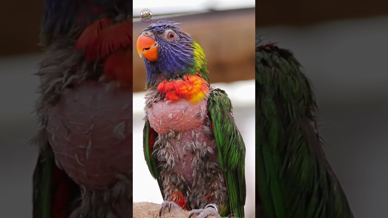 Weltvogelpark Walsrode – Ein Tag im Park