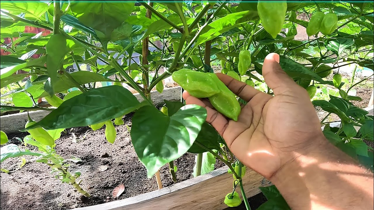 Tá linda as PIMENTA 