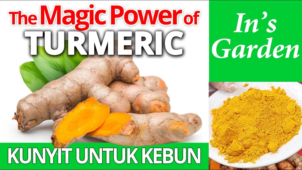 Magic Power! Manfaat Kunyit Untuk Kebun | Turmeric di Berkebun Organik | Membuat Pestisida Nabati