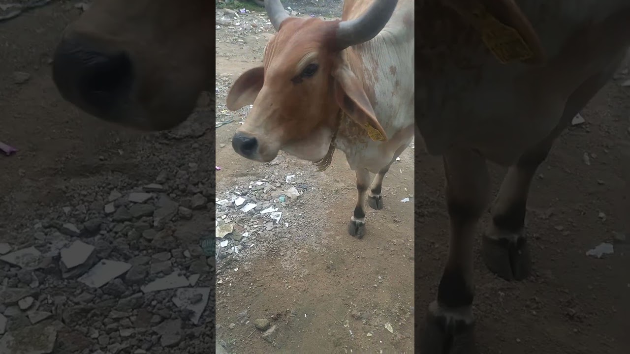 fed roti to mother cow and then took her blessings#gauprem#gauseva#gaumata#feedingcows#gausevak