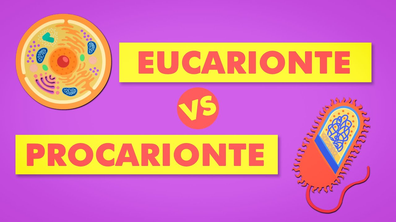 Teoria Celular - Procariontes e Eucariontes | Biologia