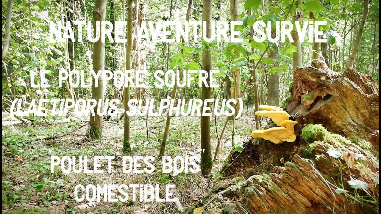 Le polypore soufré (poulet des bois, comestible)