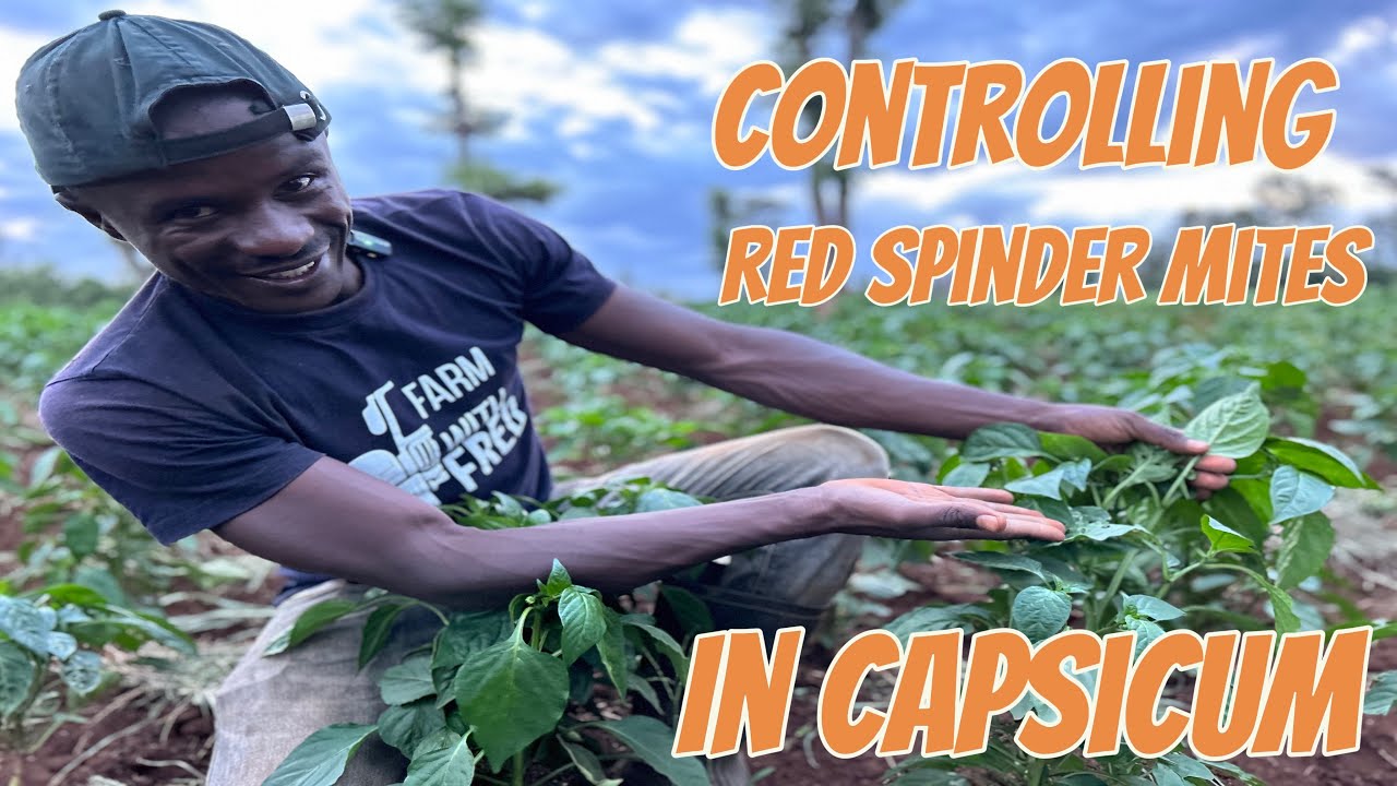 How to identify and control Red spider mites in capsicum
