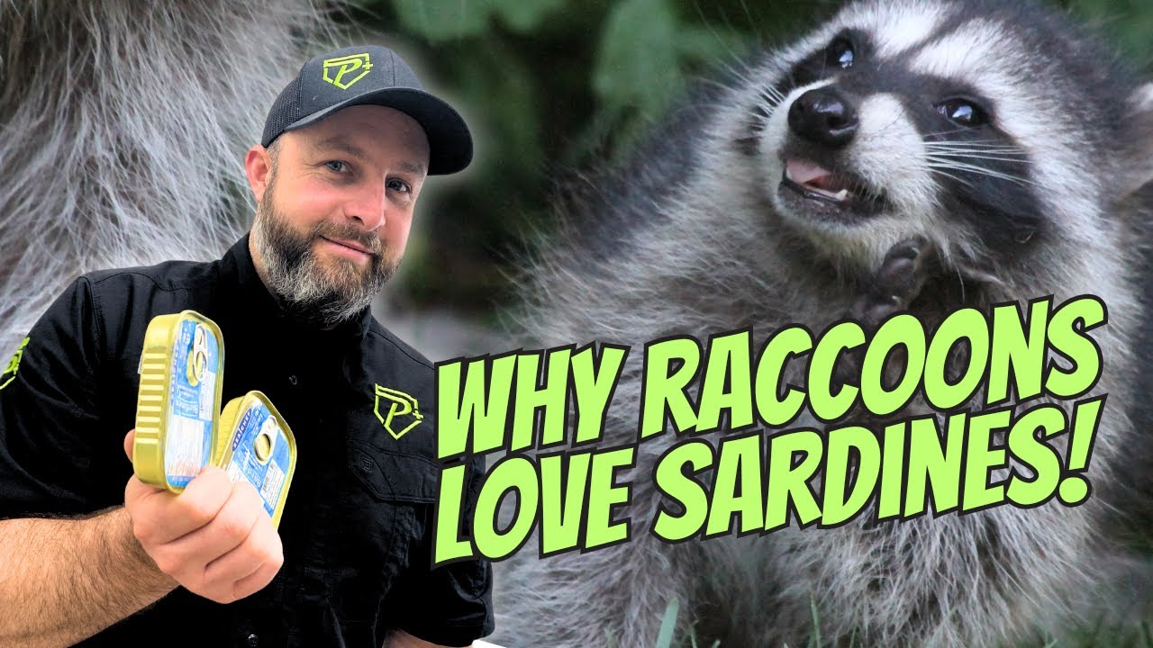 Best Raccoon Bait: Sardines!