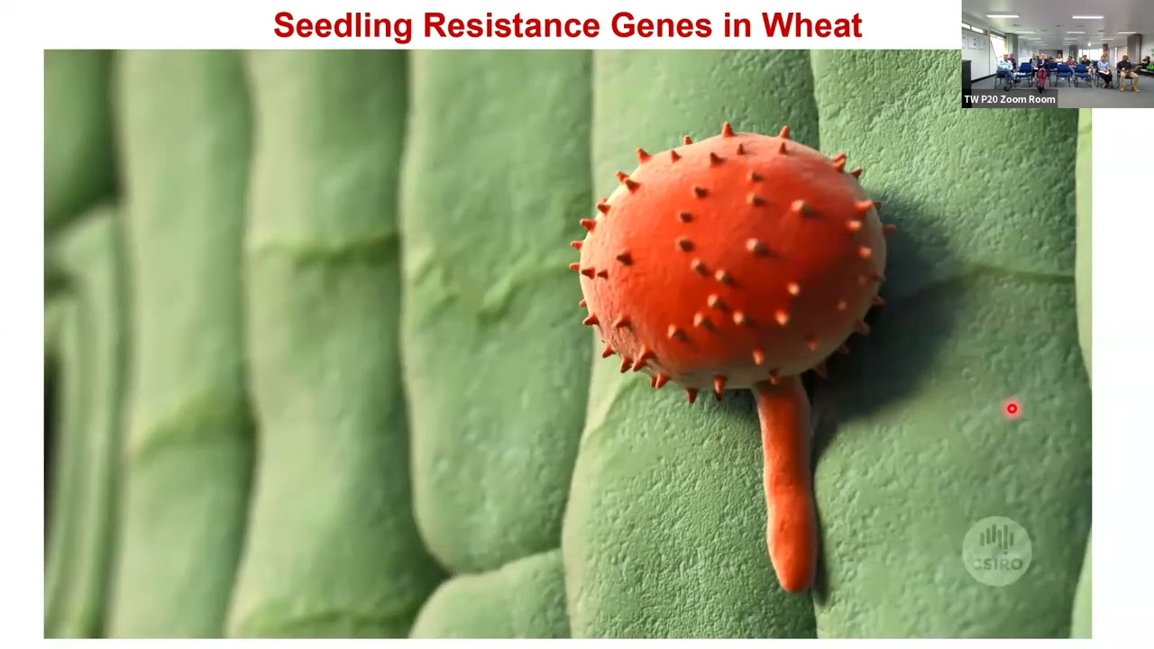Advances in understanding the host-mediated defence mechanism in wheat against rust infections
