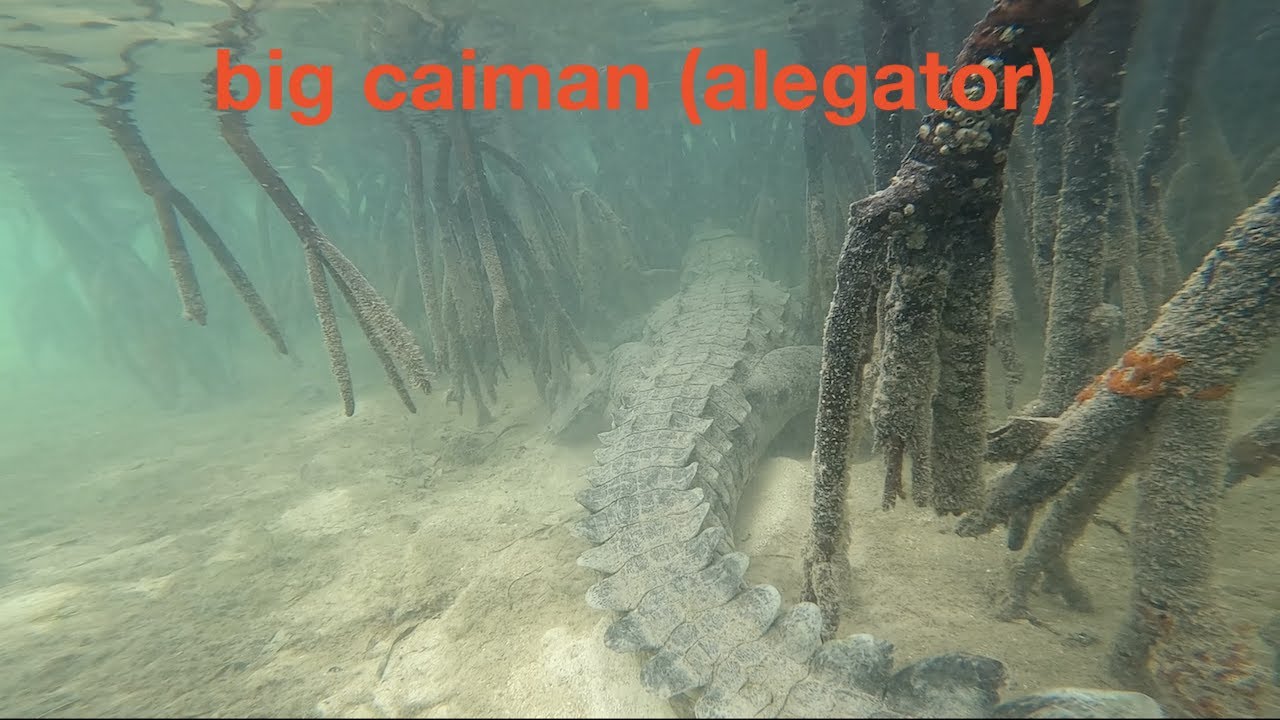 be carefully miami biscayne national park boca chita and surrounding cayman about 10 feet long EP-33