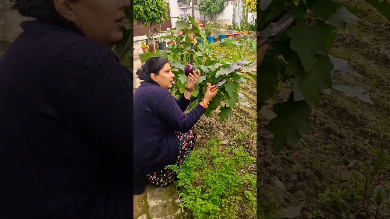 “Kitchen garden se fresh harvesting 🌱🍆”