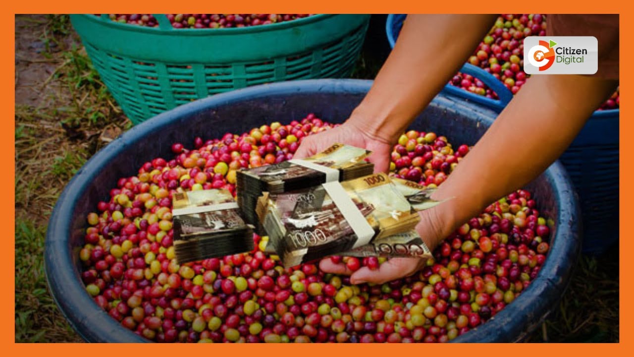 Coffee Millionaires: Coffee farmers celebrate a return to profitability