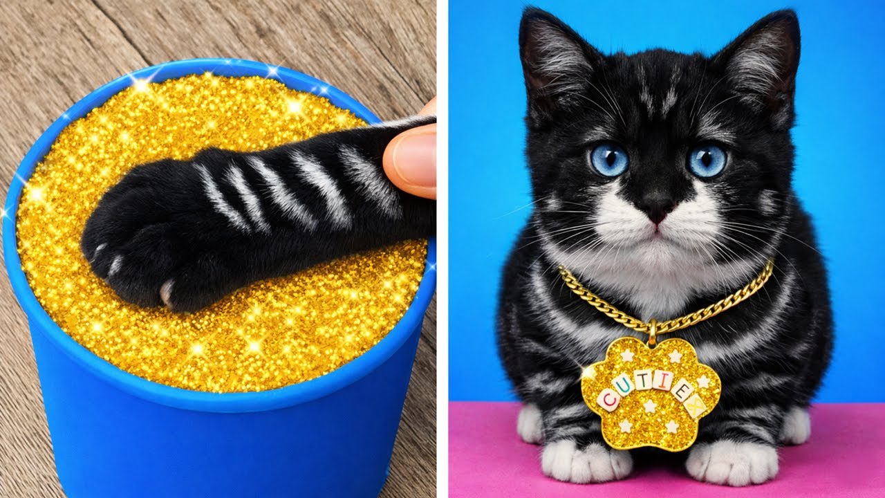 Cats Try Viral TikTok Trends 😹🐾 Hilarious Reactions You’ll Love! | 123GO! ZOO