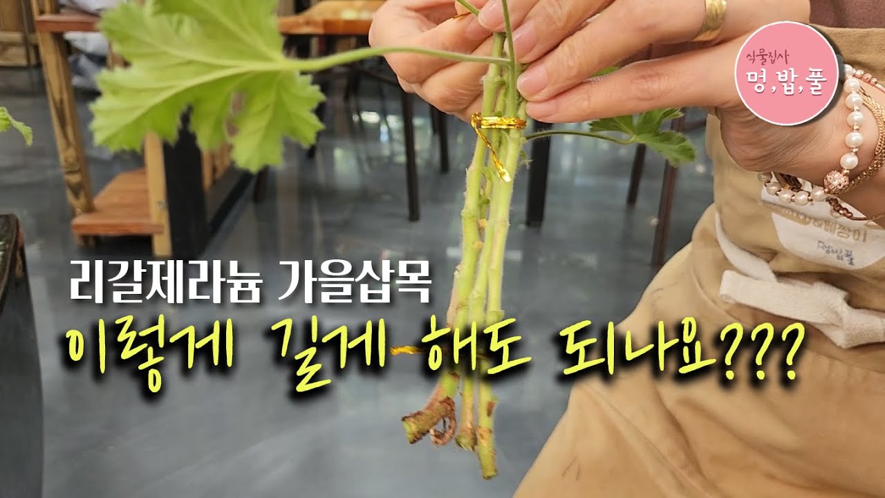 제라늄,#라임제라늄 삽목2. 이렇게 해도 돼요???