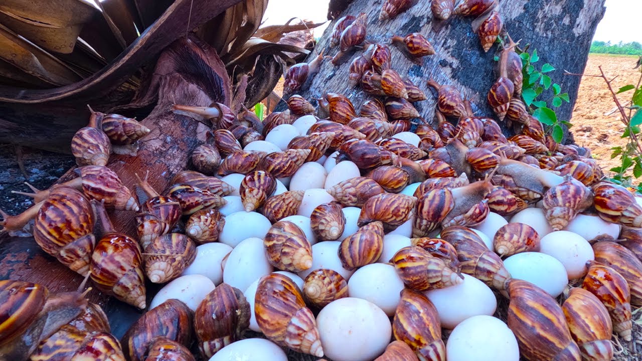 wow wow unique! pick a lot of duck eggs and snails under palm tree at field by hand skill