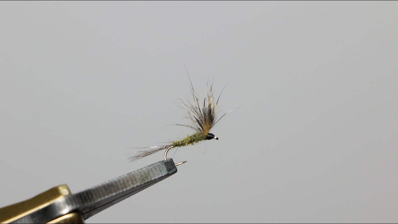 Vidéo montage : Squirrel olive