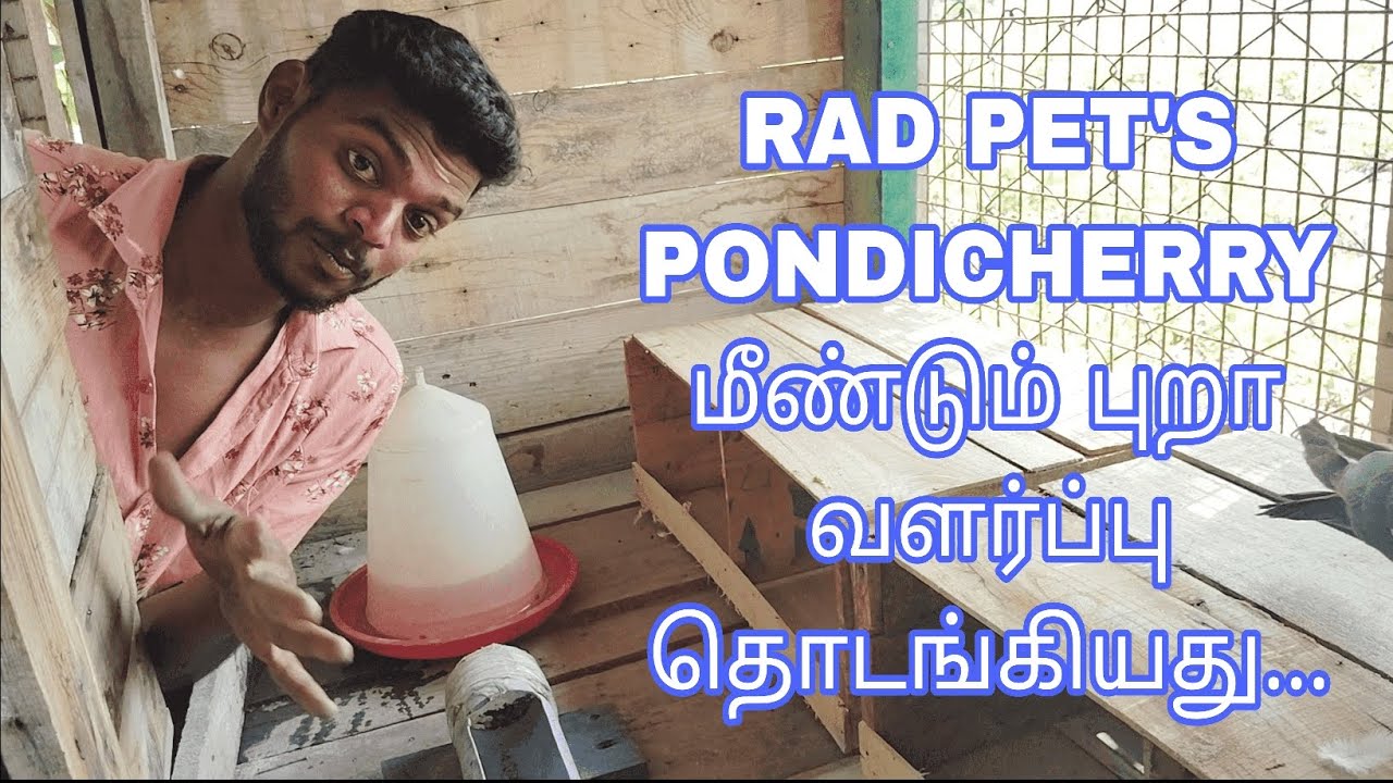 How to set pegion cage 🕊️மீண்டும் புறா வளர்ப்பு தொடங்கியது...