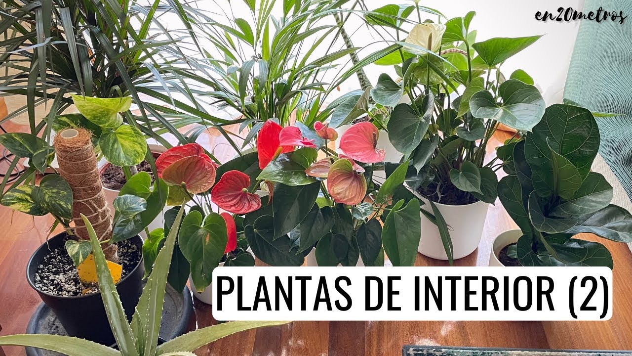 УСТОЙЧИВЫЕ КОМНАТНЫЕ РАСТЕНИЯ (2): алоэ, фикус лировидный, арека, антуриум, драцена.