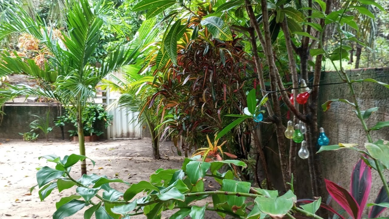 TOUR NO QUINTAL COM MUITAS PLANTAS LINDA DE SOL 💚CROTONS NO CHÃO 🙏 💕 regila Samara