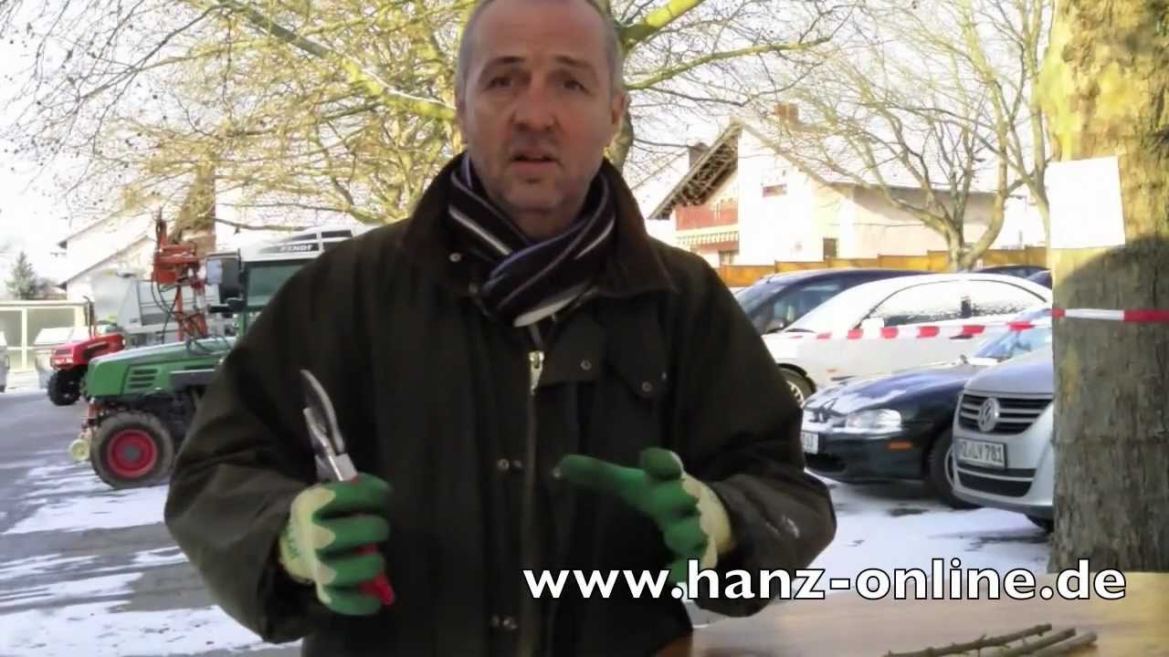 hanz-online_38 Aus Bad Kreuznach Konrads Gartentipp: Steckh&ouml;lzer schneiden