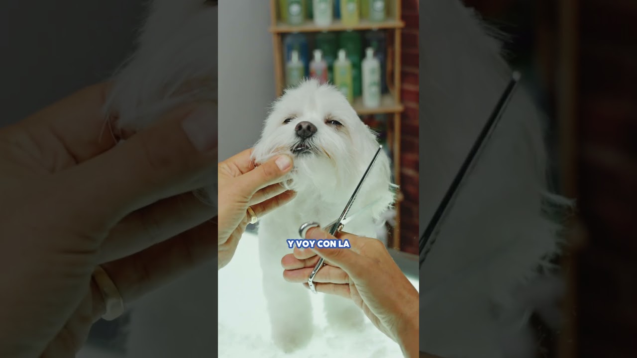 Tu BICH&Oacute;N MALT&Eacute;S estar&aacute; PRECIOSO si SIGUES estas TIPS