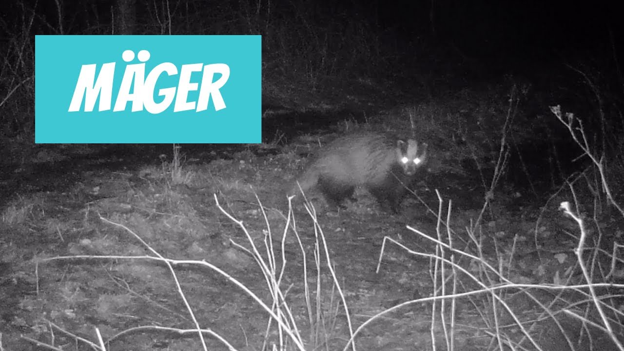 M&auml;ger (Meles meles; European badger)