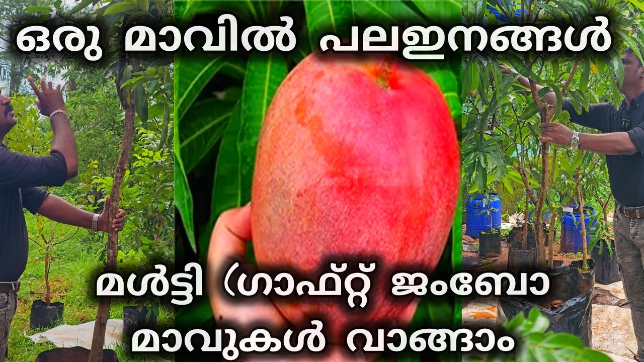 ഇനി വീട്ടിലെ മാവിൽ പല ഇനങ്ങൾ കായ്ക്കും | മൾട്ടി (ഗാഫ്റ്റ് മാവുകൾ വാങ്ങാം