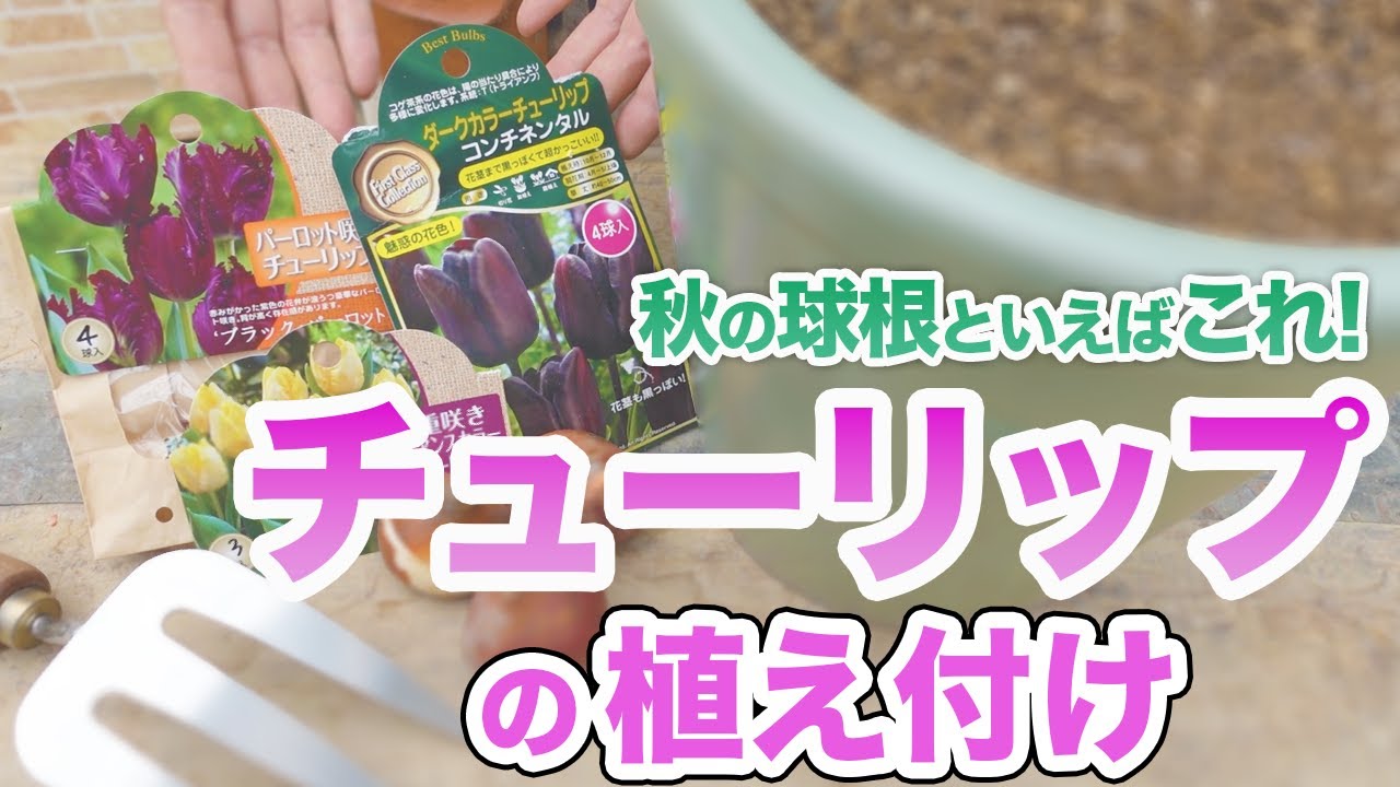 【最新版】知っておきたいチューリップの植え付けと管理方法をご紹介♪【初心者向け】【ガーデニング】【園芸チャンネル】