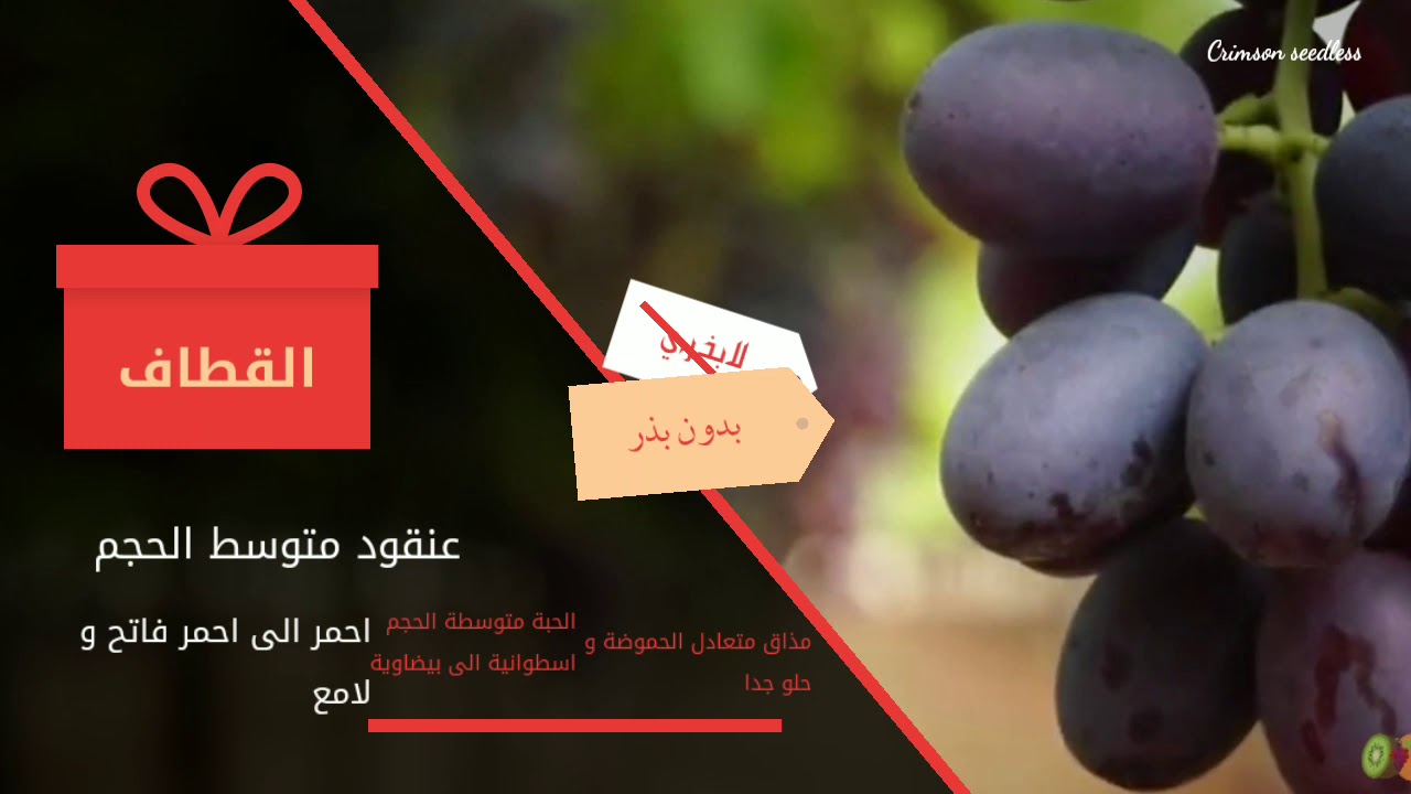 أصناف العنب 01 : كريمسون سيدلس crimson seedless (مواصفات؛ تربية؛ تقليم؛ آفات)