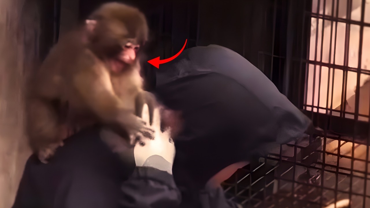 Is he Happy or Upset ? Punch won't let go!