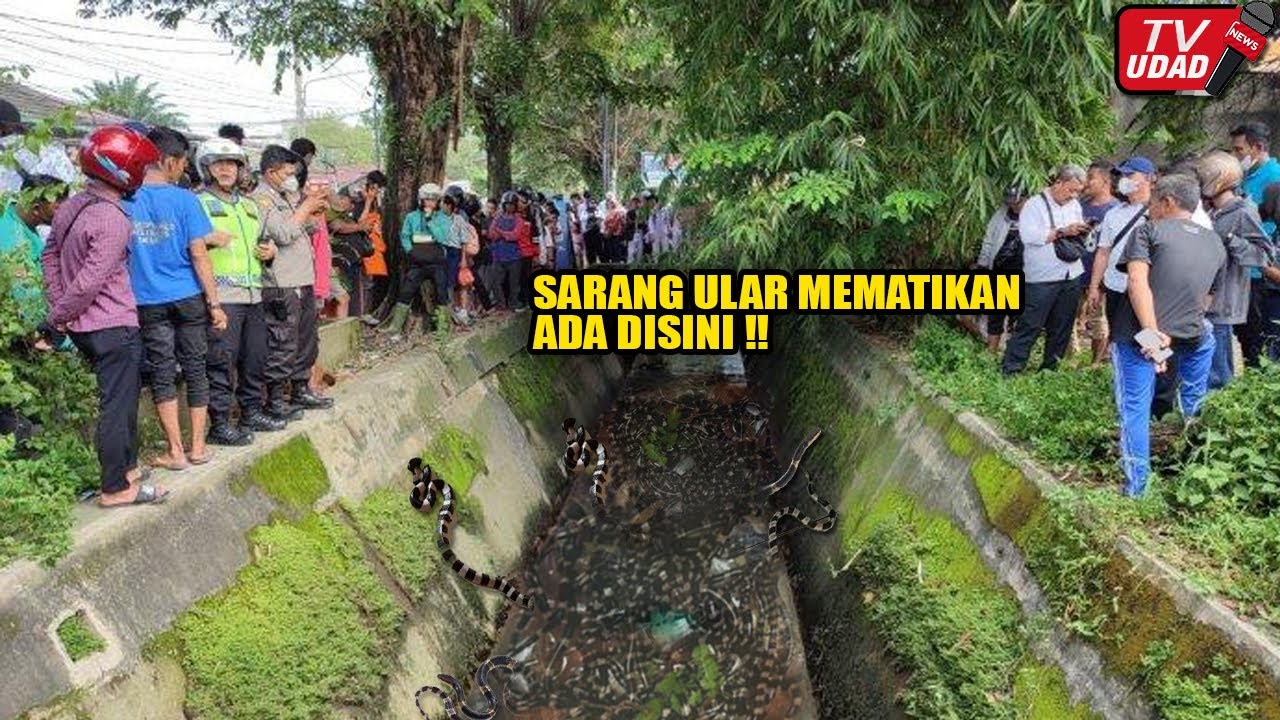 Mengerikan!! Warga Temukan Sarang Ular Weling MEM4TIK4N di Saluran Air Berjumlah Puluhan...