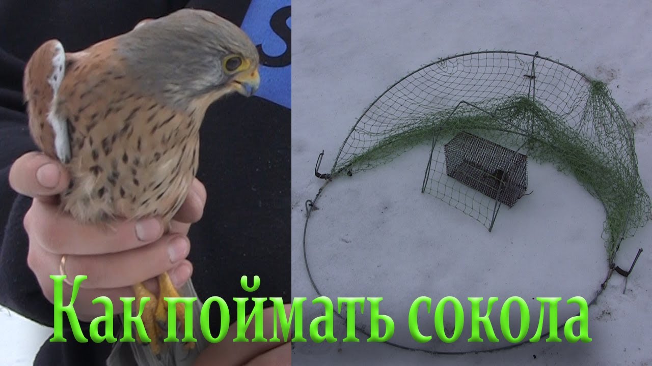 Как поймать сокола или ястреба /// Ловушка своими руками ///