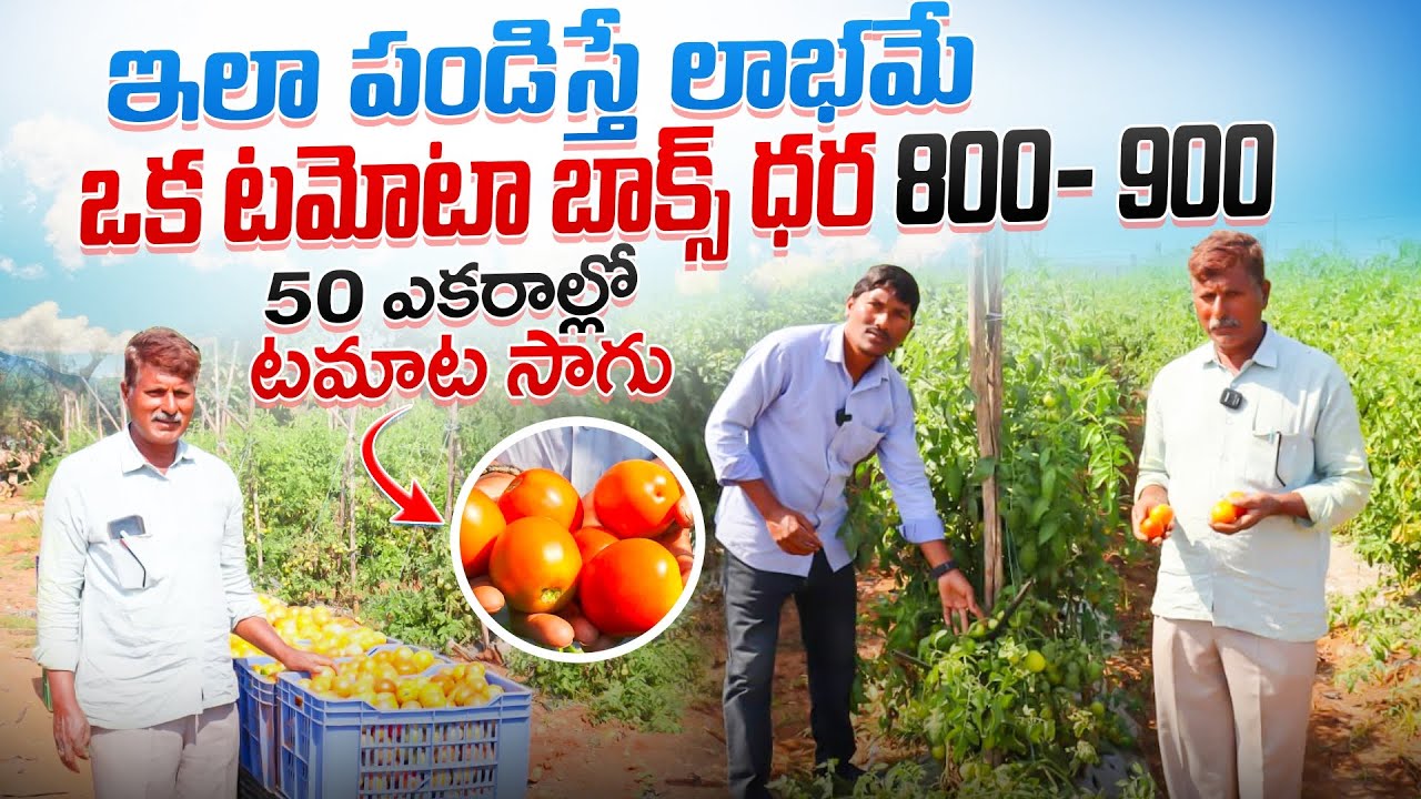 రోజు లక్షల్లో ఆదాయం |ఇలా పండిస్తే రైతుకు లాభం| 70 ఎకరాల్లో టమోటా సాగు అనుభవం| rayal విశ్వాస్ 