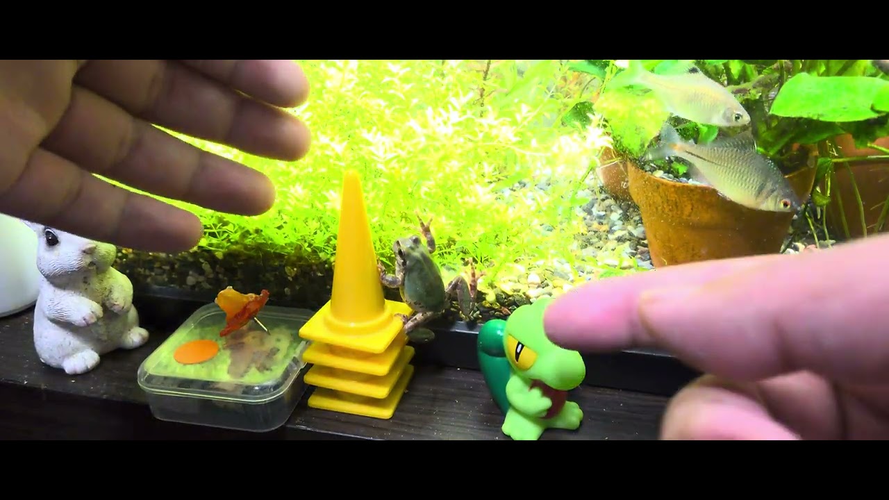 アマガエルのダイエット動画のようなもの