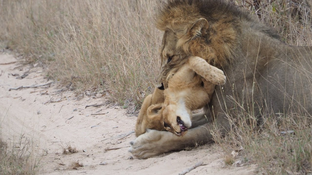 Rare footage of the African lion |   #Wildlife