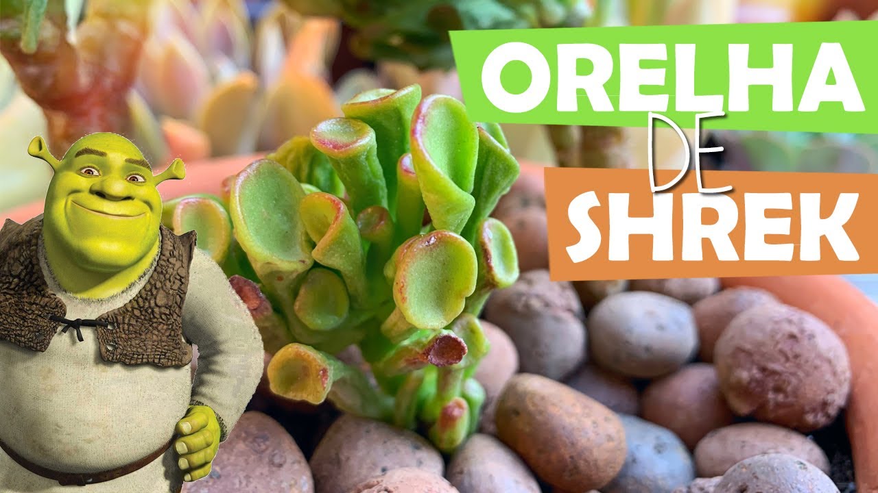 TRANSFORMANDO A CRASSULA ORELHA DE SHREK EM UM BONSAI - SUCU LOVERS